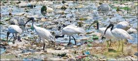 birds-feeding-in-plastic-wastes-in-kovai