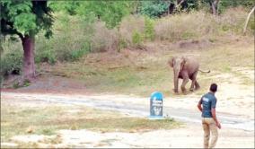 wild-elephant-tried-to-attack-forest-department-staff