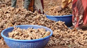 due-to-the-end-of-harvest-in-kerala-and-kodagu-regions-the-price-of-ginger-in-tamil-nadu-has-gone-up