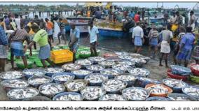 4-lakh-kg-of-fish-in-one-day-for-rameswaram-fishermen-disappointment-for-not-getting-proper-price