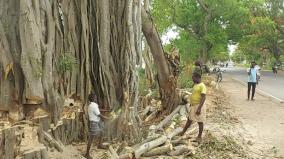 people-stopped-the-feeling-of-a-hundred-year-old-banyan-tree-along-the-pollachi-valparai-road