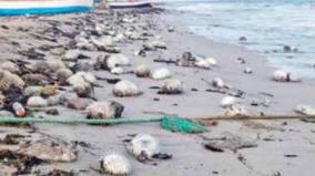 tens-of-thousands-of-poisonous-fish-washed-on-pamban-sea-shore