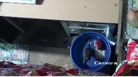 tirupur-rat-steals-money-from-fruit-store-in-monster-movie-style-shoppers-shocked
