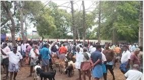 over-rs-1-crore-sale-in-goat-market-in-tiruppuvanam-on-the-occasion-of-bakrid