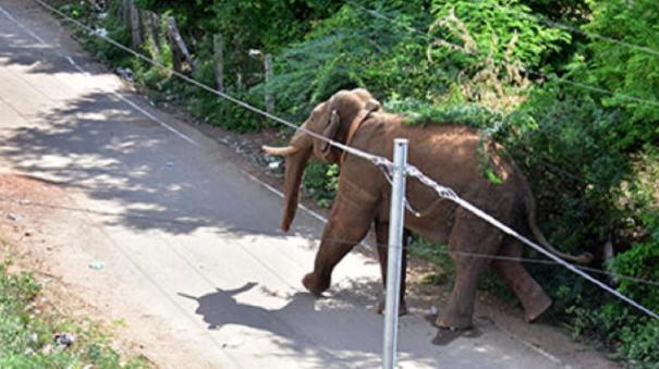 Youth Dies after being Attacked by an Elephant On Maruthamalai, Coimbatore 3 year Child Survived with Injuries