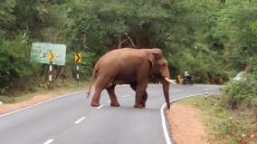 baahubali-elephant-roaming-around-mettupalayam-area-injured