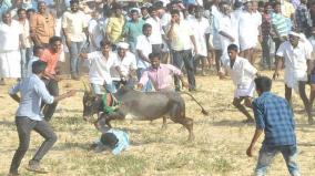 district-collectors-can-decide-on-petition-seeking-permission-for-jallikattu-manju-virattu-hc-orders