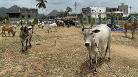 oddanchatram-horse-and-cattle-market-which-has-become-weedless-due-to-the-absence-of-traders