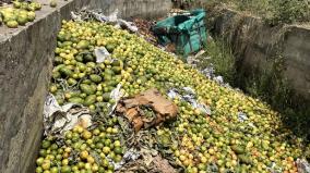 farmers-have-thrown-away-guava-fruits-due-to-fall-in-the-price-in-palani