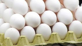 land-and-fertility-declining-egg-production