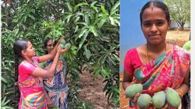 tons-of-mangoes-damaged-by-cyclone-near-manamadurai