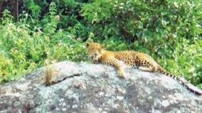 leopard-resting-on-rock-in-coonoor-tea-workers-fear