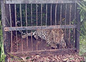 leopard-caught-after-attacking-3-year-old-boy-on-tirupati-hill-track