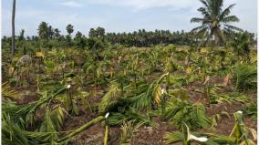 betel-trees-were-cut-down-and-sloped-in-namakkal-district-village