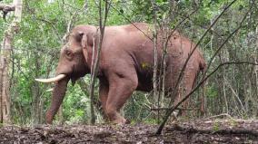 baahubali-elephant-on-good-health-forest-officer-informs