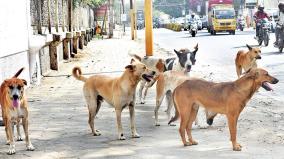 stray-dogs-issue-in-coimbatore