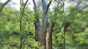 rare-tree-similar-to-african-forest-in-puducherry
