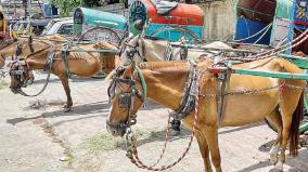 palani-horse-cart-ride