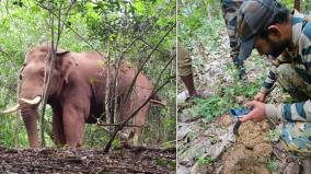 baahubali-elephant-condition-improves-says-tamilnadu-forest-department