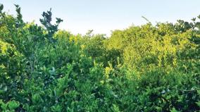 land-and-resource-lemon-cultivation-achieving-villisery