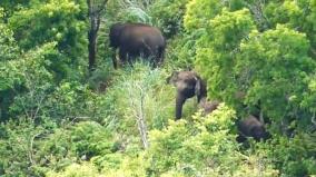 movement-of-elephants-in-kodaikanal-berijam-lake-area-ban-for-tourists