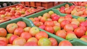 selling-tomatoes-at-rs-150-in-kodaikanal