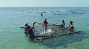 fisher-women-support-their-families-by-cultivating-seaweed-in-the-ocean