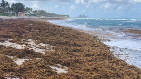 sargassum-a-seaweed-that-is-harmful-to-human-life