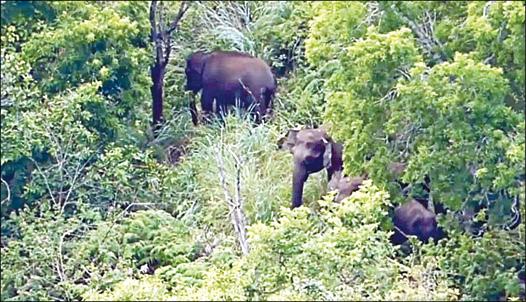 கொடைக்கானல் பேரிஜம் ஏரி பகுதியில் யானைகள் நடமாட்டம்: சுற்றுலா பயணிகளுக்கு தடை | elephants in kodaikanal berijam lake