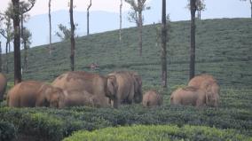 no-elephant-casualties-for-2-years-valparai-forest-department-s-effort-pays-off