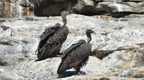 can-vultures-recover-from-extinction