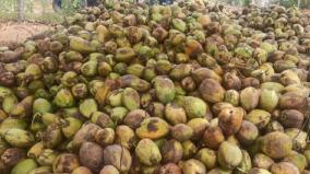 25-lakh-coconuts-stockpile-due-to-increase-on-supply-on-tirupuvanam-coconut-farmers-suffer-due-to-prices-fall