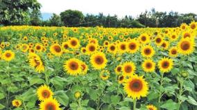 tourists-flock-to-sunflower-fields-selfie-craze-doubles-farmers-income