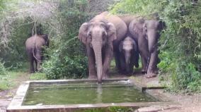 elephants-crawling-with-cubs-on-urikam-forest