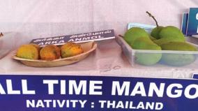 all-time-mango-attracted-farmers-attention-at-krishnagiri-mango-fair