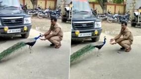 police-officer-friendship-bond-with-peacock-in-uttar-pradesh-india