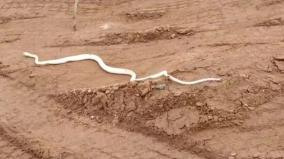 dharmapuri-a-white-snake-crossing-the-road-people-who-were-amused-with-surprise