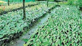 1500-tea-saplings-under-pathian-method-govt-tea-garden-with-amazing-production-at-udhagai