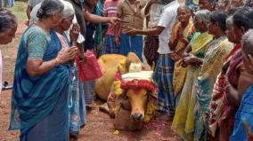 tanjavur-temple-bull-died