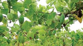 increase-on-gourd-cultivation-on-hosur-due-to-stable-price-market-opportunity