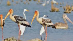 foreign-birds-surrendered-on-nanjarayan-pond