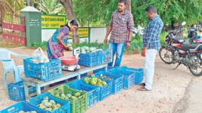 sale-of-36-varieties-of-organically-grown-mangoes-at-thimmapuram-govt-horticulture-farm