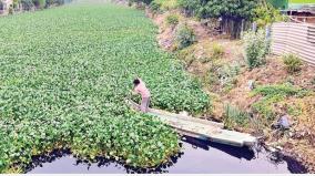water-hyacinths-issue-chennai