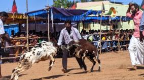 goat-fight-festival-in-nilakottai