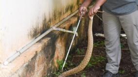 rescue-of-snake-from-private-company-employee-s-bike-on-hosur