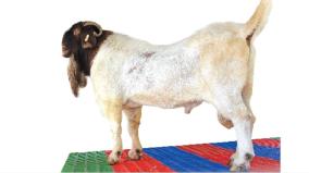 a-south-african-goat-that-attracted-attention-in-coimbatore