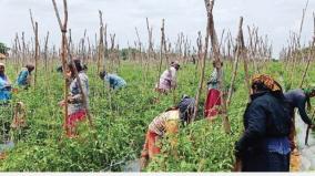 tomato-price-hike-issue-in-krishnagiri