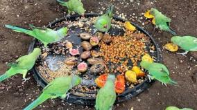 forest-department-awareness-public-handed-over-700-parrots-in-madurai