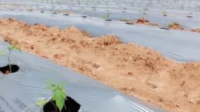 15-lakh-seedlings-free-of-charge-to-increase-tomato-production-on-hosur