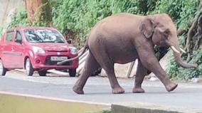 elephant-chasing-away-tourists-on-coonoor-mettupalayam-road